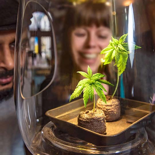 Excursion-Expert-Amsterdam_540x540_Coffeeshop-Tour_02